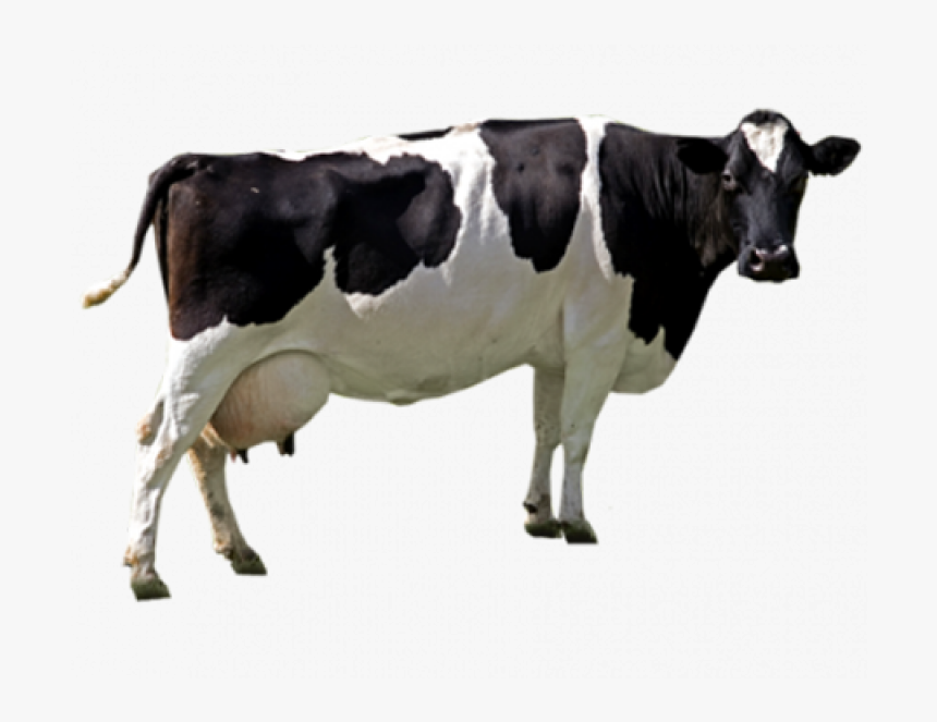 Black White Cow Png Image - Cow Png, Transparent Png