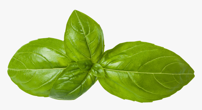 Transparent Mint Leaves Png - Basil, Png Download