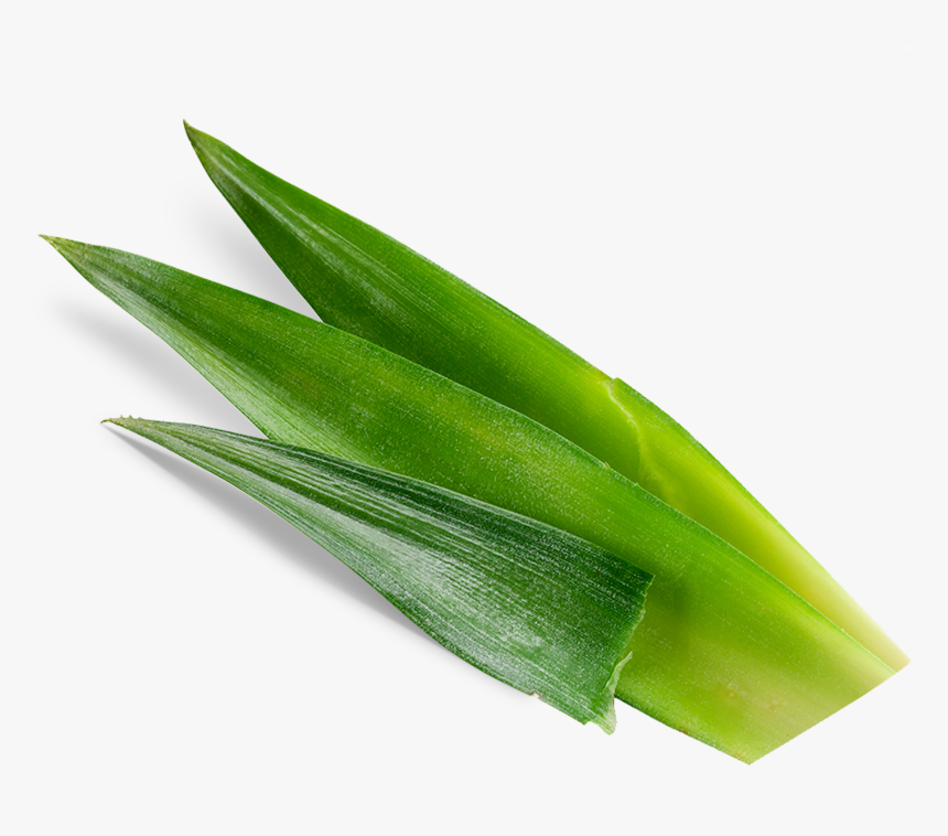 Houseplant, HD Png Download