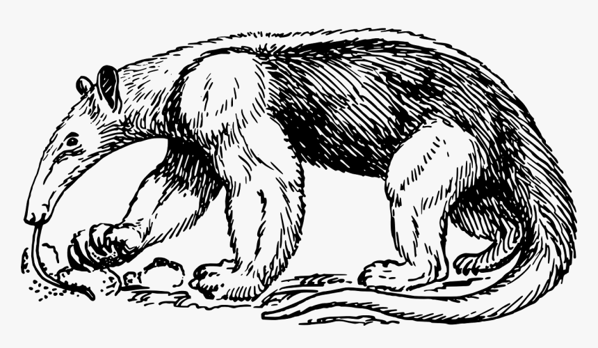 Anteater Black And White, HD Png Download
