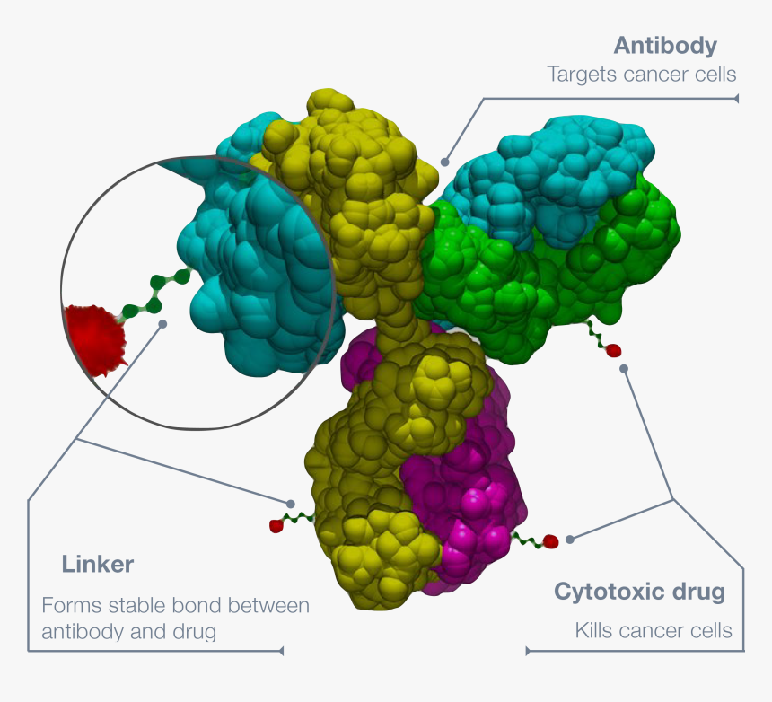 Antibody-drug Conjugate - Structure Antibody Drug Conjugate, HD Png Download