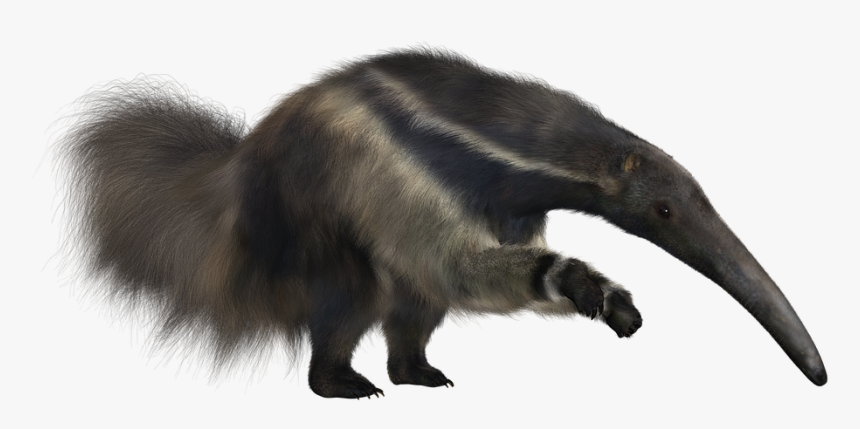 Anteater Png, Transparent Png