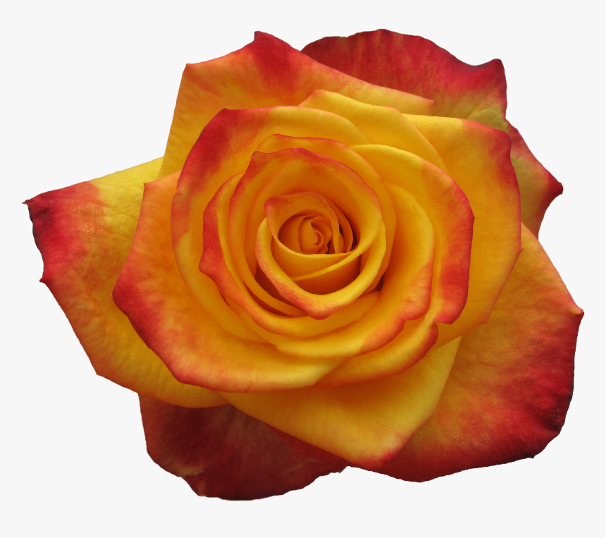 Garden Roses, HD Png Download