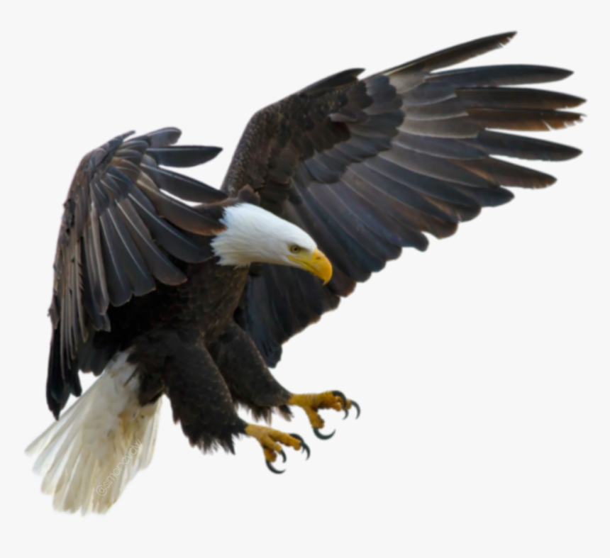 #aguila - Clear Background Eagle Png, Transparent Png