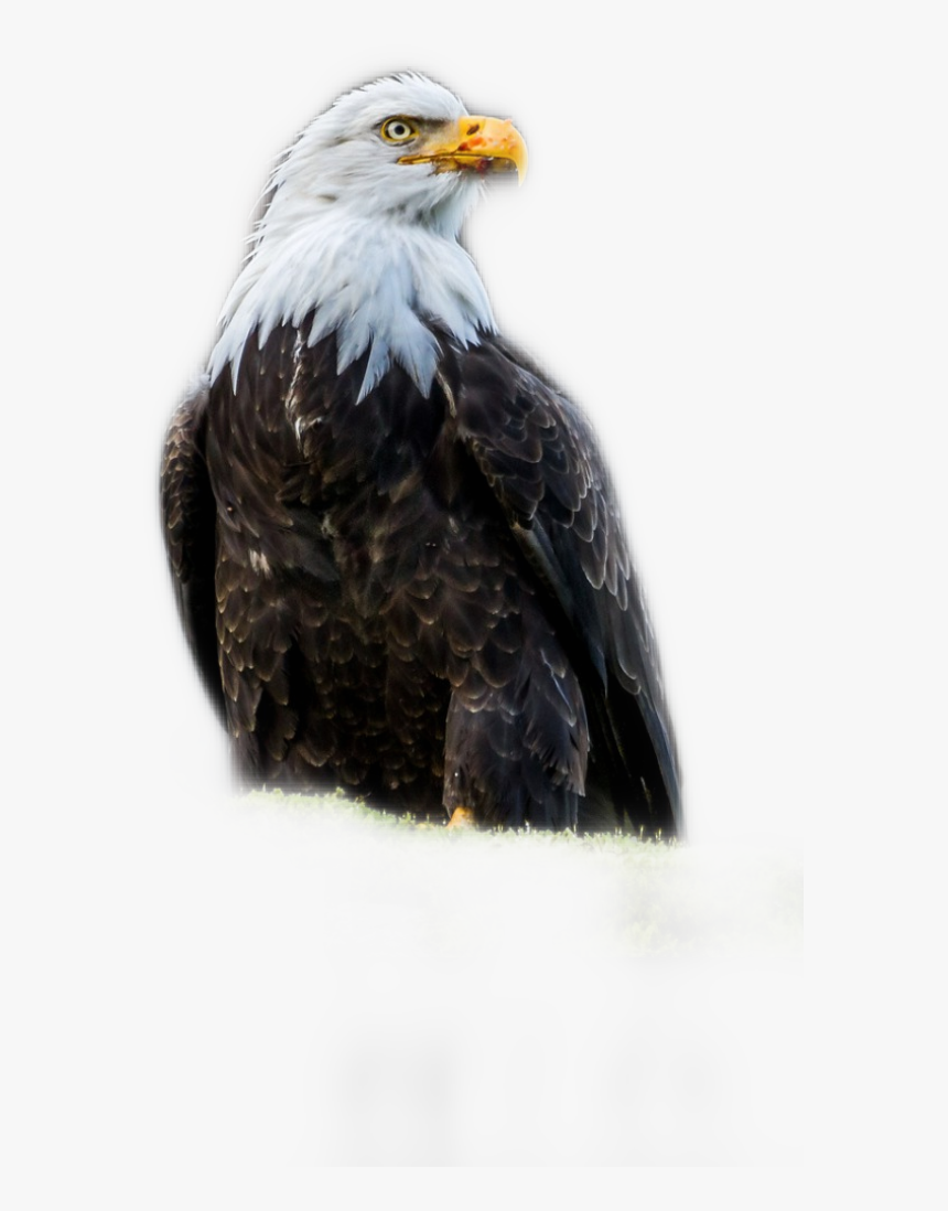 Aguila Dominicana, HD Png Download