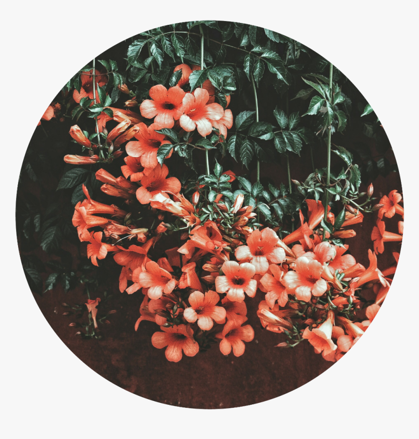 #stiker #tumblr #edit #flores #flower #circulos - Não Espere Perder Pra Valorizar, HD Png Download