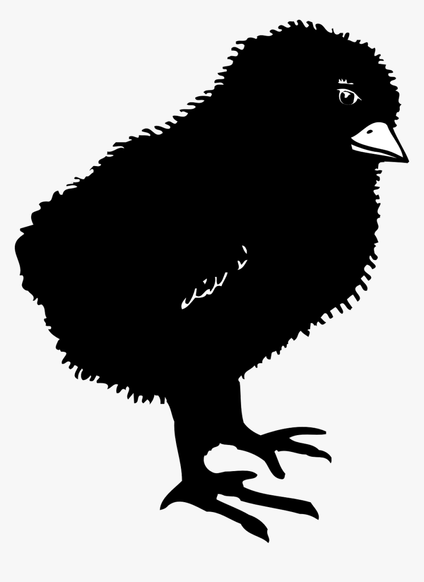 Black Baby Chicken Clipart, HD Png Download