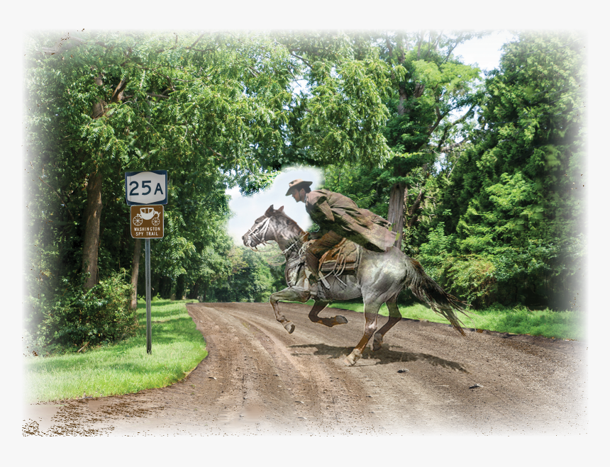 Web Design & Development By Rita D - Stallion, HD Png Download