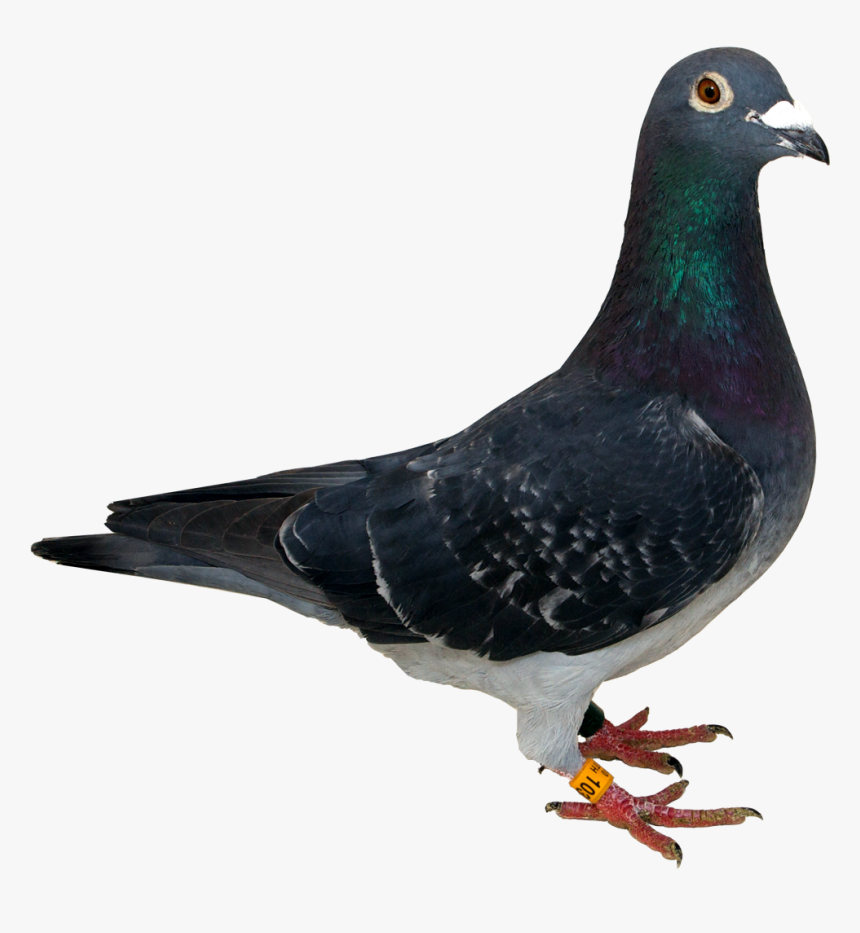 Columbidae Spy Pigeon Clip Art - Columbidae, HD Png Download