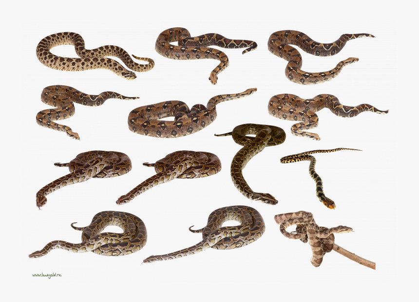 Now You Can Download Snake Png Clipart - Snakes Png, Transparent Png