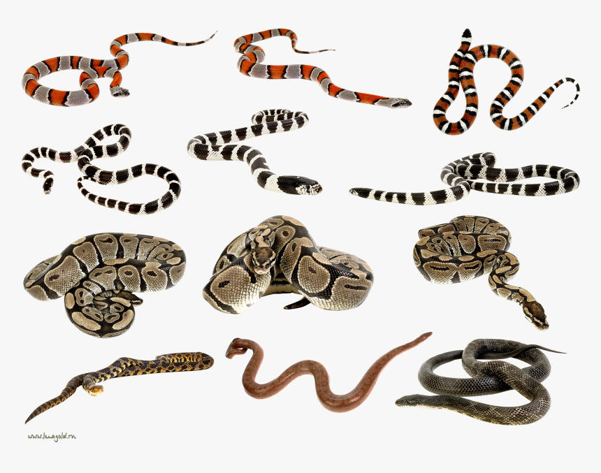 Snakes Clipart, HD Png Download