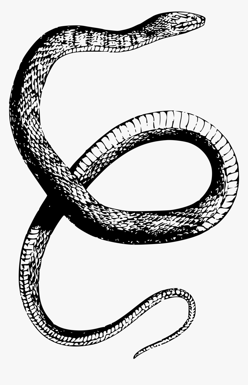 Diamondback Water Snake Clip Arts - Snake Drawing Png, Transparent Png