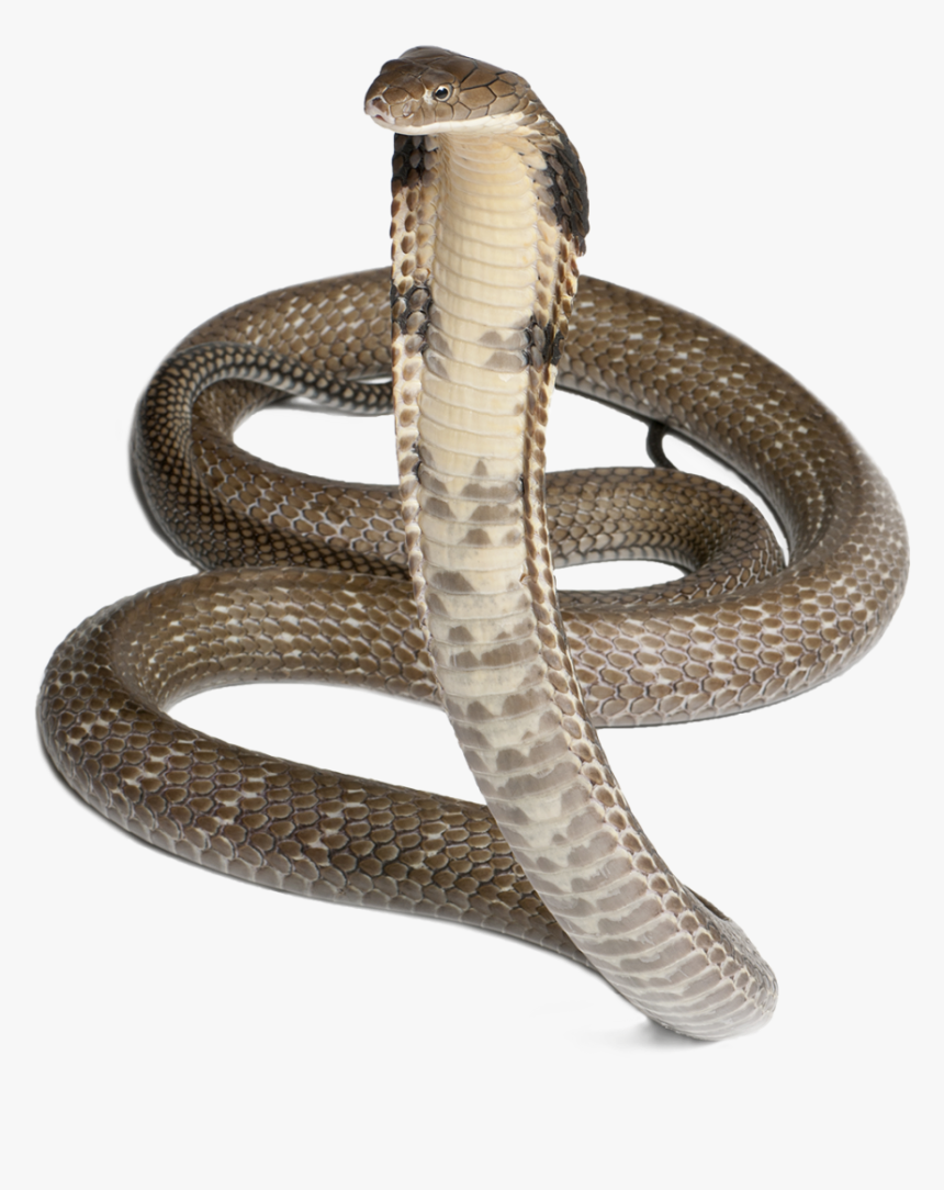 Cobra Png - Serpiente 4 Fotos 1 Palabra, Transparent Png