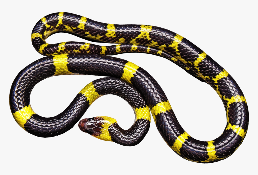 Yellow And Black Snake Clip Arts - Black And Yellow Milk Snake, HD Png Download