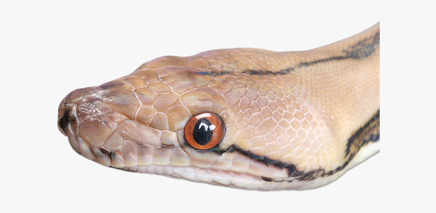 Snake's Head Png, Transparent Png