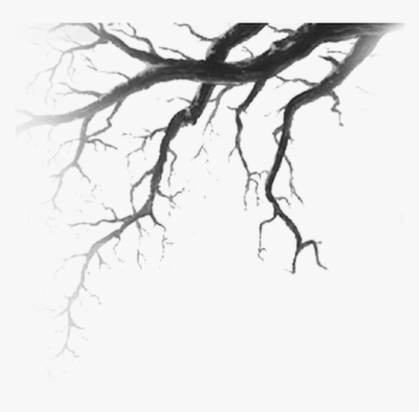 #tree #branch #vains - Branches Drawing, HD Png Download