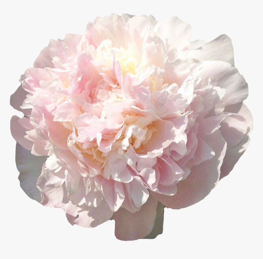 Peony Florence Nicholls Blush, HD Png Download