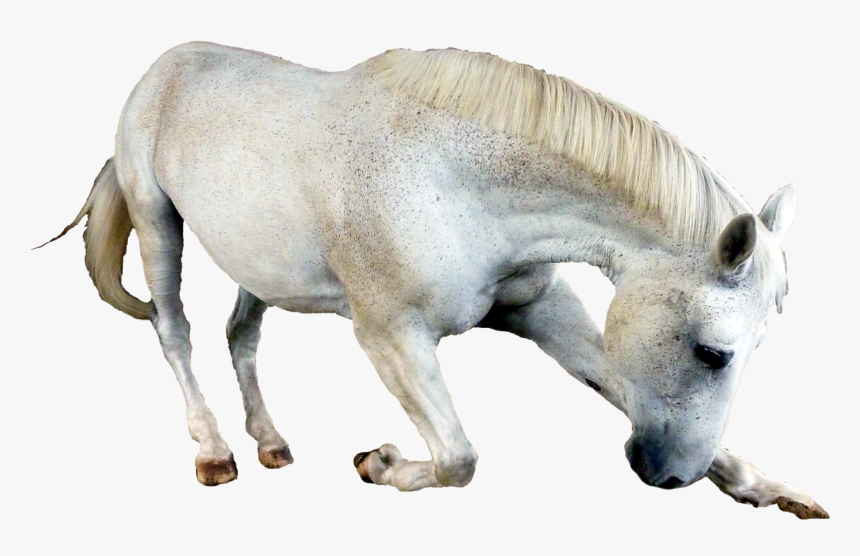 Horse Png Image - Horse Png, Transparent Png