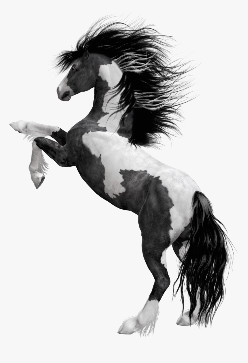 Wild Horse Png Photo - Png Of Black Horse, Transparent Png