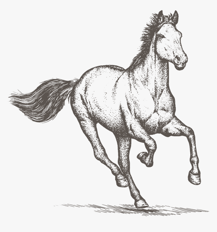 Watermark Horse Horse Sketch Transparent, HD Png Download