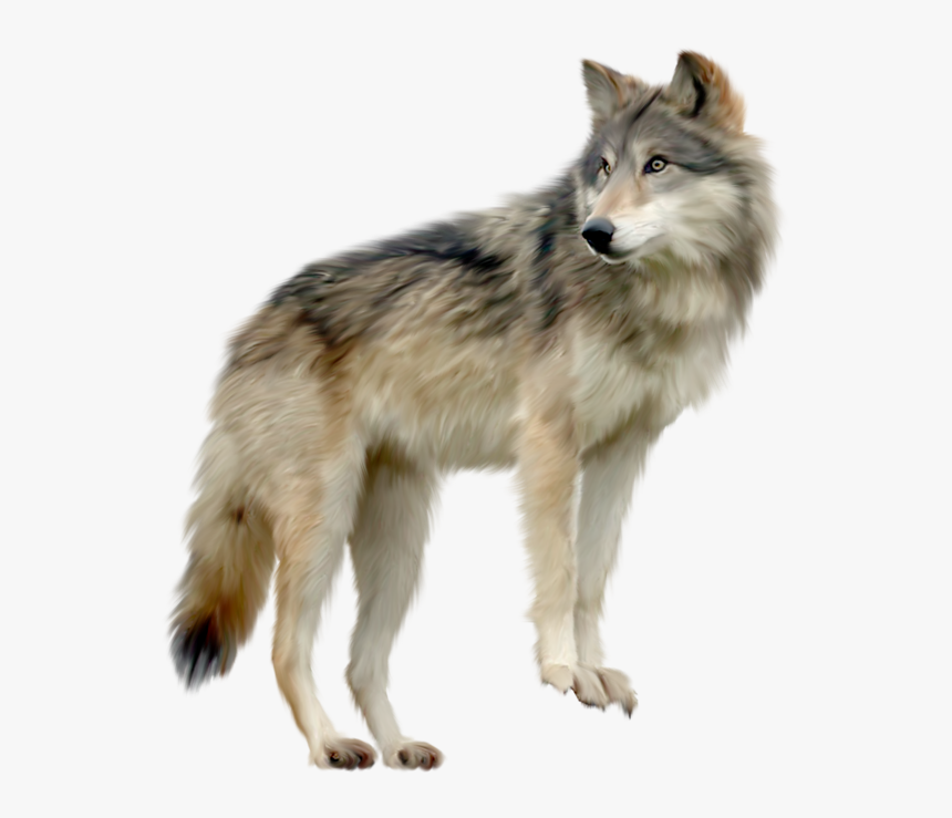 Coyote Clipart Wold - Wolf Png, Transparent Png