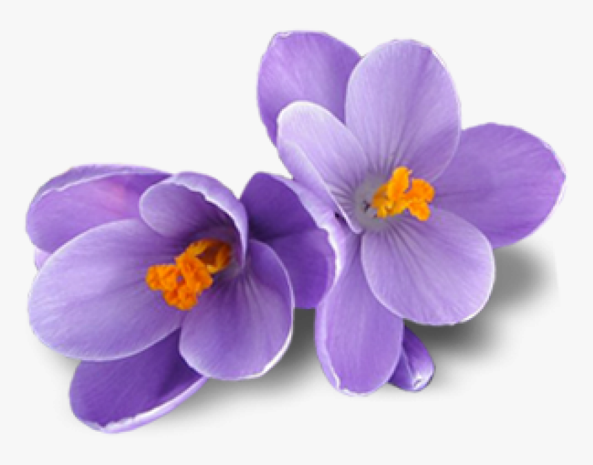 Free Png Crocus Png Images Transparent - Transparent Saffron Flower Png, Png Download
