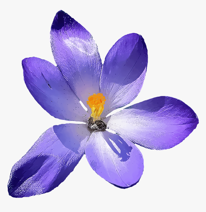 Crocus - Crocus Transparent Background, HD Png Download