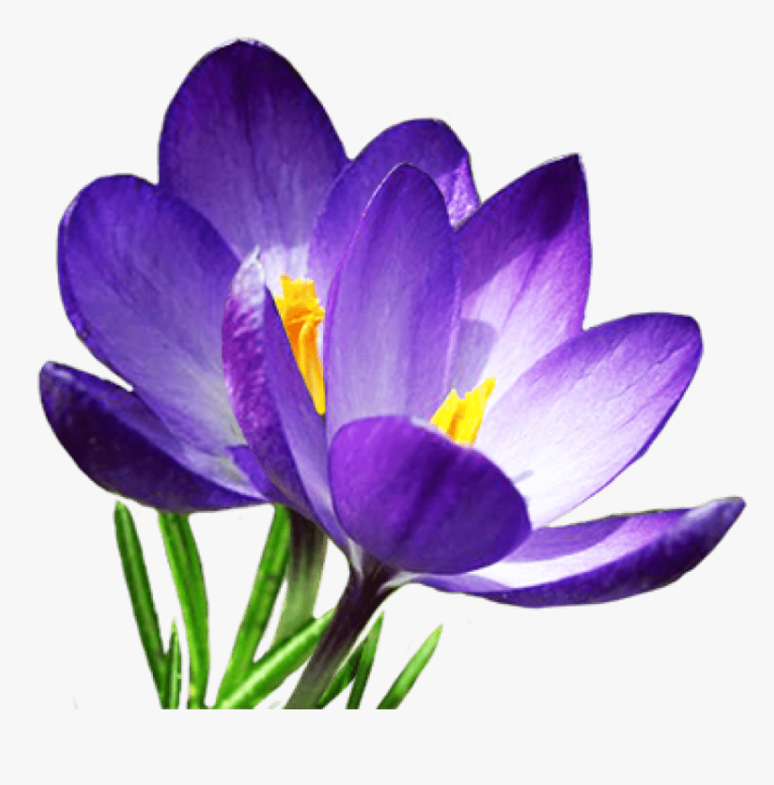 Crocus Png Transparent Images - Clipart Crocus, Png Download