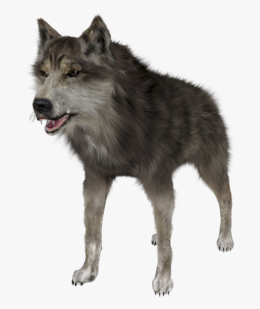 Wold Front Render - Wolf Photo Hd Png, Transparent Png