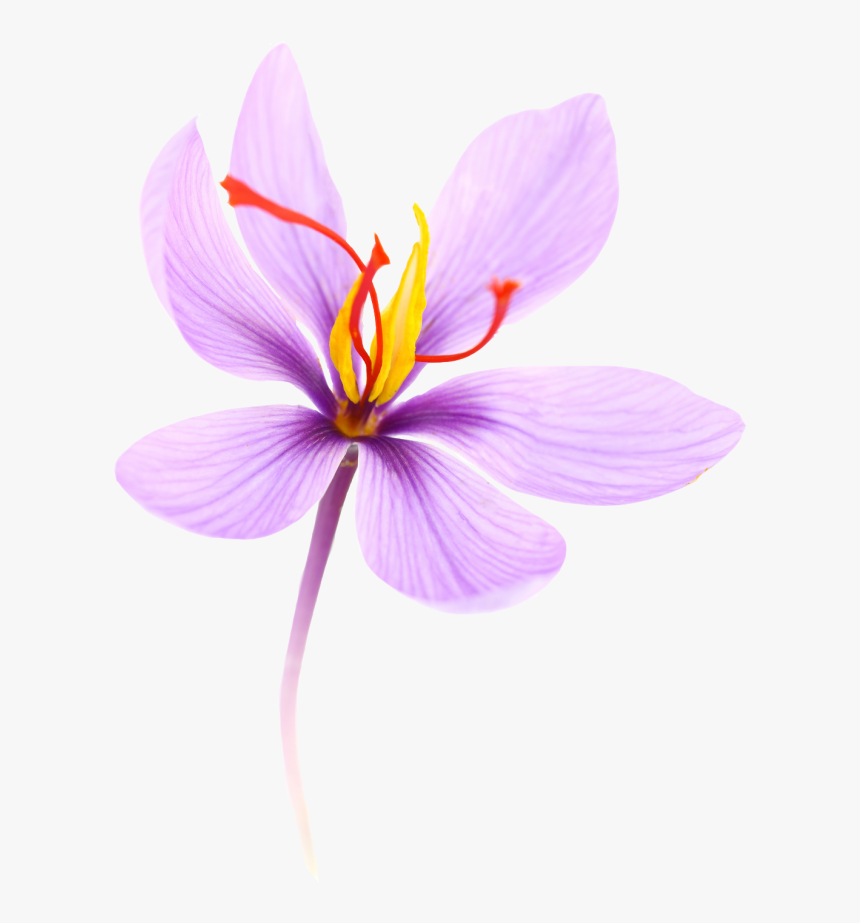 Saffron Is A Spice Coming From The Crocus Flower - Transparent Saffron Flower Clipart, HD Png Download