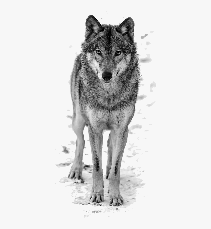 Wolf Black And White, HD Png Download