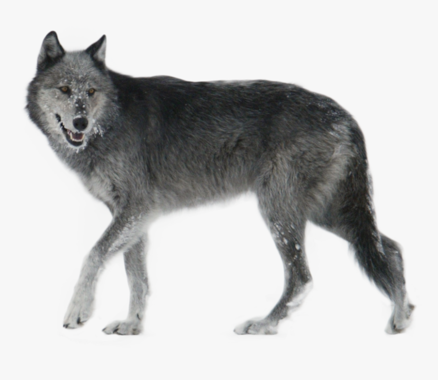 Coyote Clipart Walking, HD Png Download