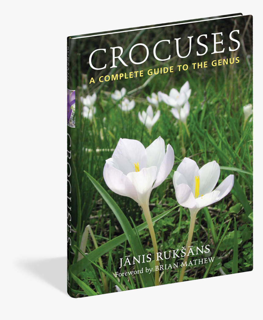 Cover - Spring Crocus, HD Png Download