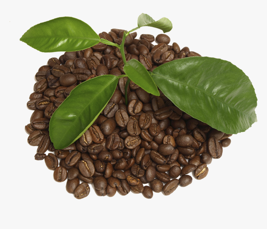 Coffee With Leaf Png - Houseplant, Transparent Png