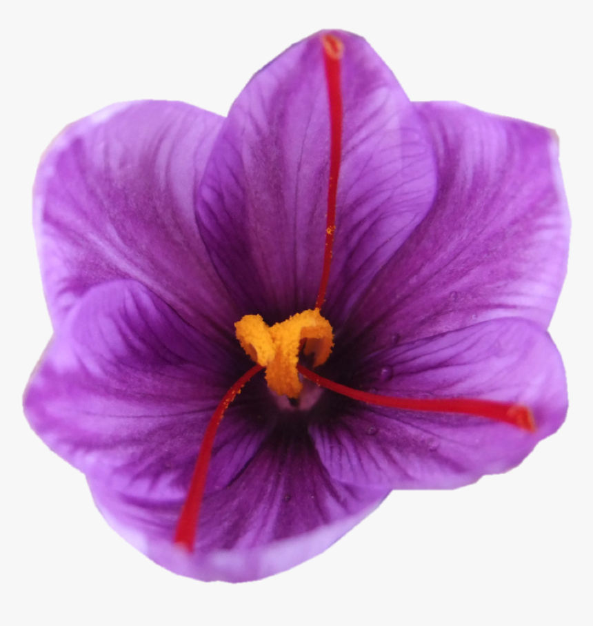iranian saffron flower png transparent png transparent png image pngitem iranian saffron flower png transparent