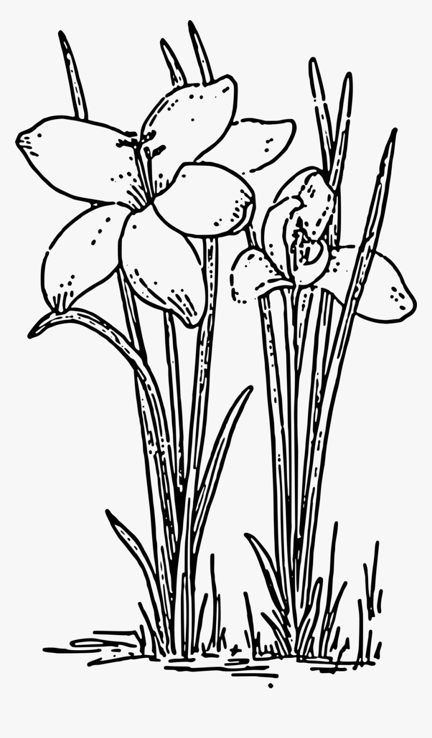 Rose Plants Black And White, HD Png Download