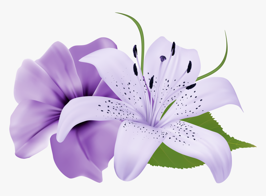 Purple Lily Flower Png, Transparent Png