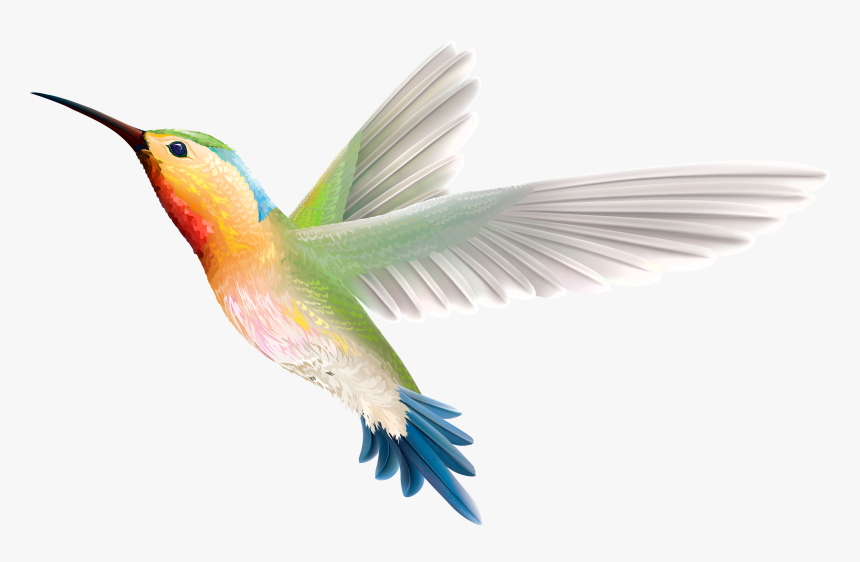 Hummingbird Png Clipart - Hummingbird Clipart Transparent Background, Png Download