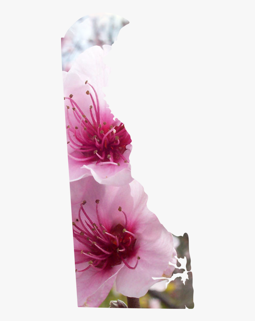 Delaware - Cherry Blossom, HD Png Download