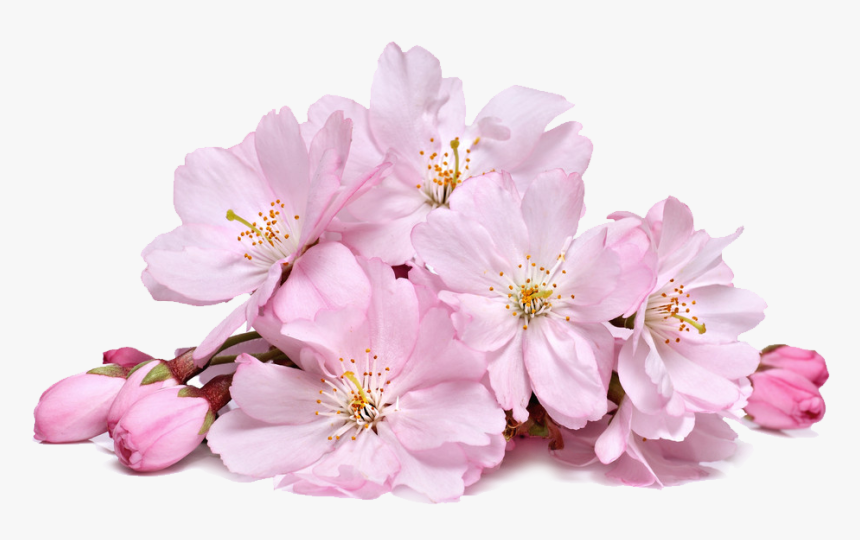Cherry Blossom Real Png, Transparent Png