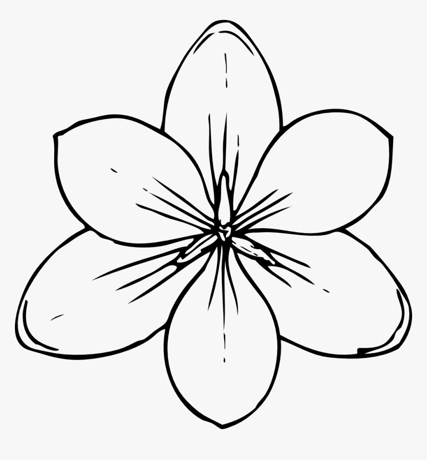 Crocus Flower Top View - Flower Top View Drawing, HD Png Download