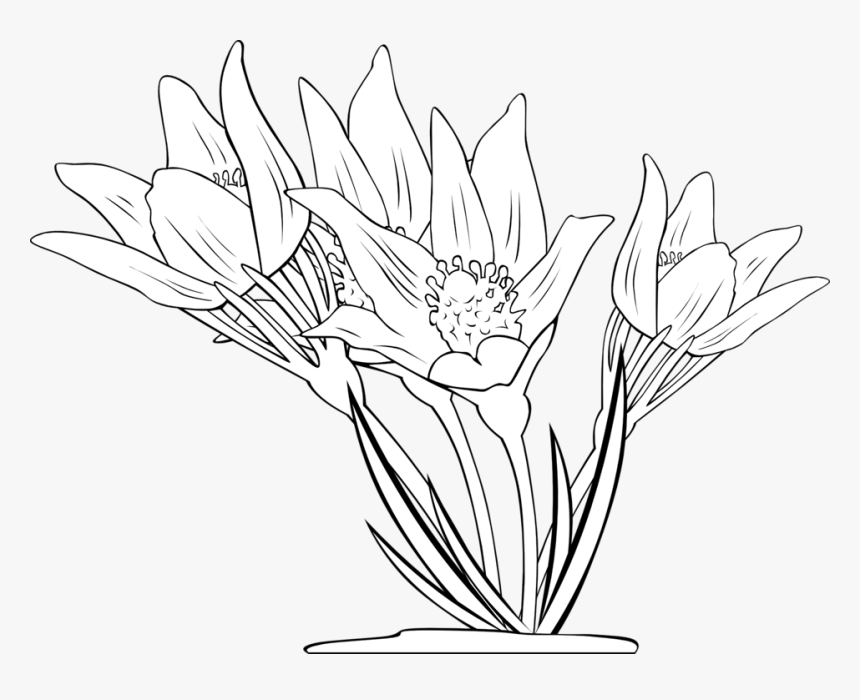 Transparent Anemone Flower Clipart - Free Windflower Illustrations Black And White, HD Png Download