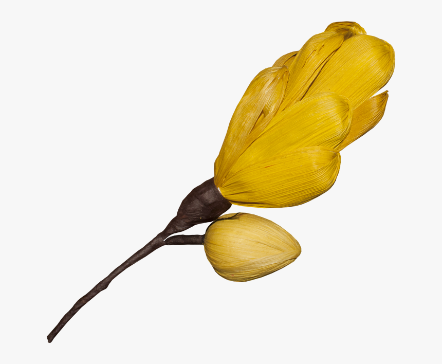 Transparent Magnolia Flower Png - Southern Magnolia, Png Download