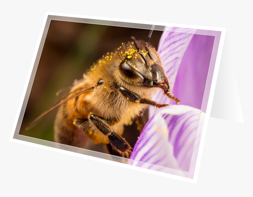 Honeybee, HD Png Download