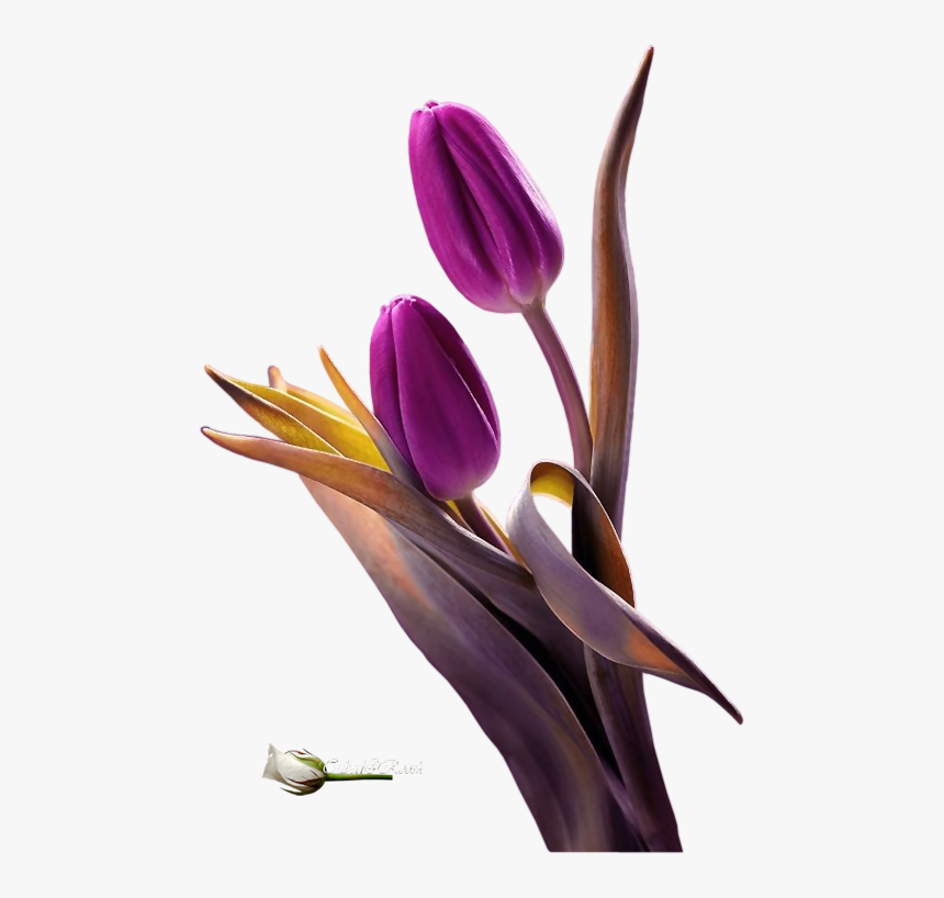 Transparent Tubes Tulip Png, Png Download