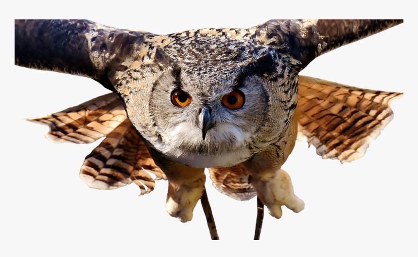 Owl, Bird, Feather, Cute, Plumage, Birds, Animal - Owl Wide, HD Png Download