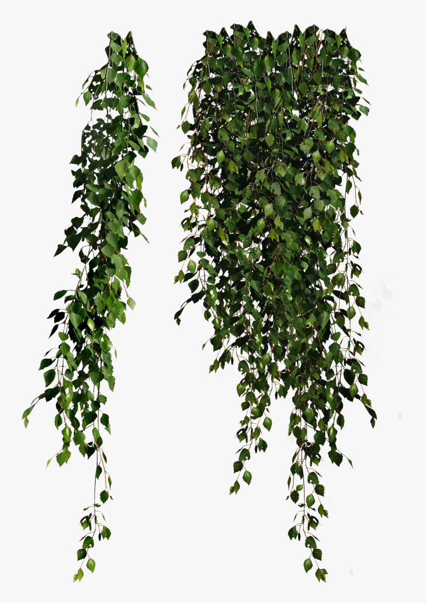 Plants Falling - Plant Png, Transparent Png