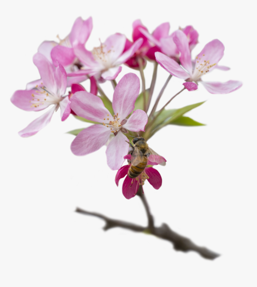 Cherry Blossom, HD Png Download