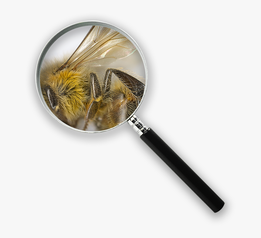 Badminton, HD Png Download