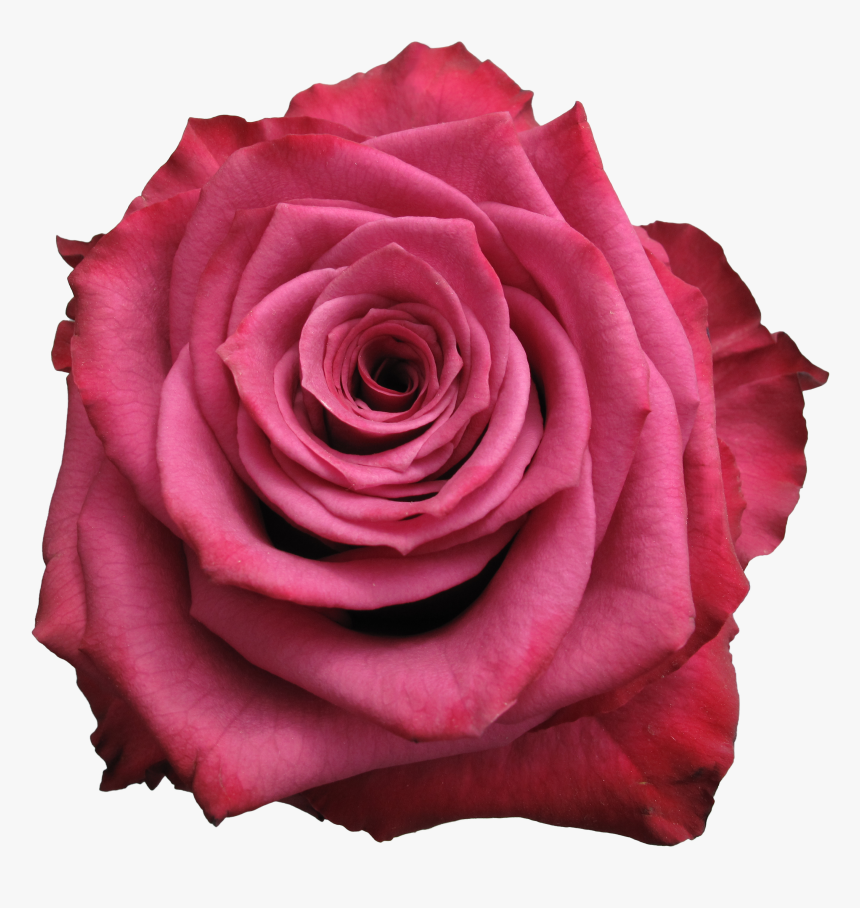 Floribunda, HD Png Download